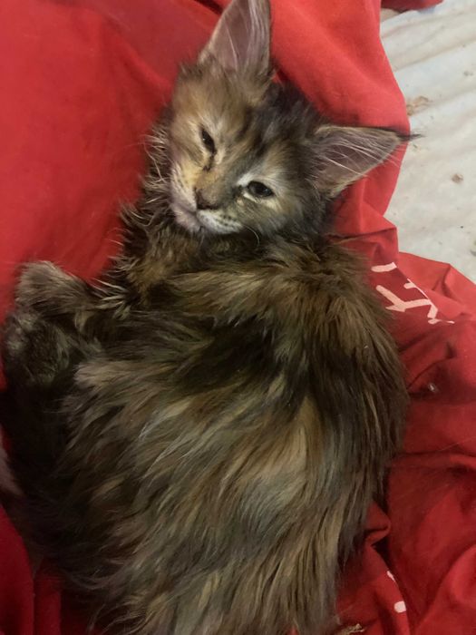 MAINE COON OKAZJA! Wyjątkowa kotka rodowód FPL,zdrowa,towarzyska