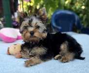 Yorkshire Terrier FCI - ZKwP - Piesek