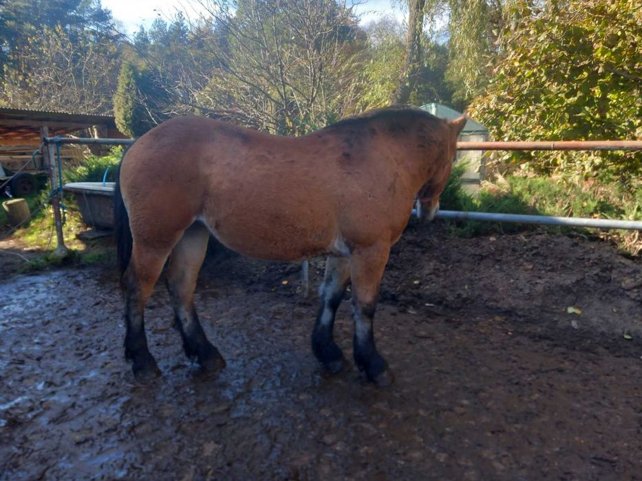 Młoda źrebica/klacz PKZ koń zimnokrwisty