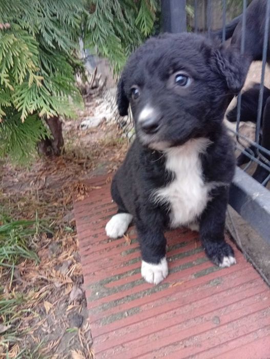 Oddam za darmo piękne szczeniaczki