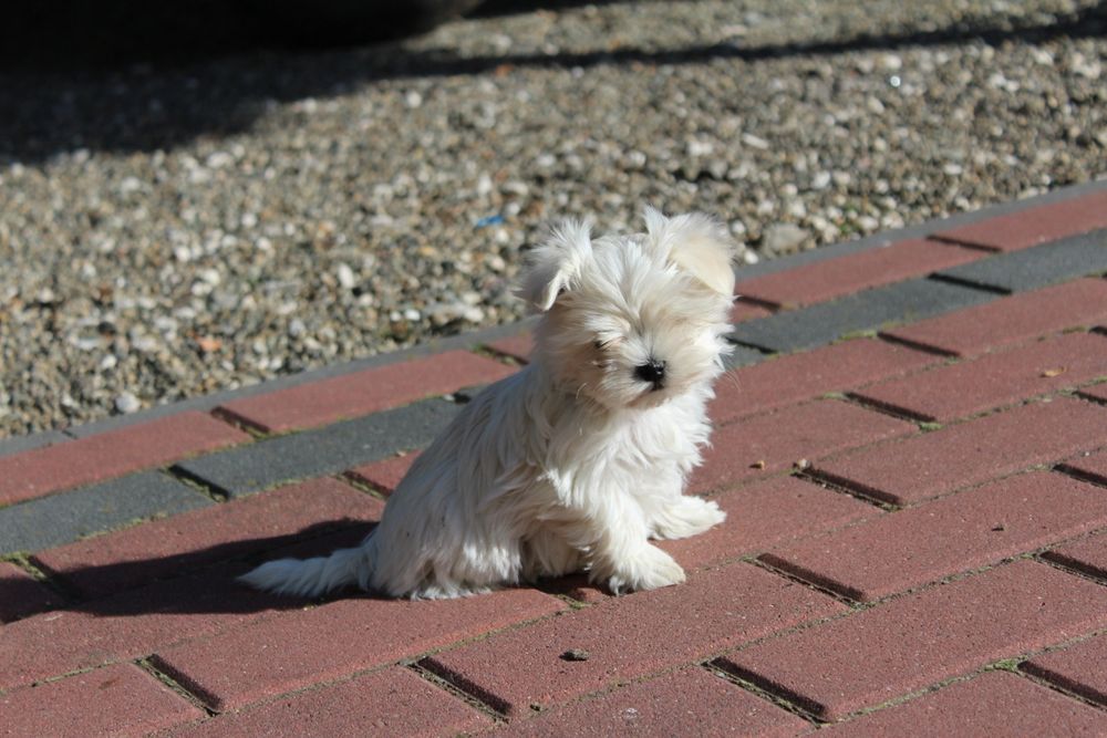 Mini suczka Maltańczyk