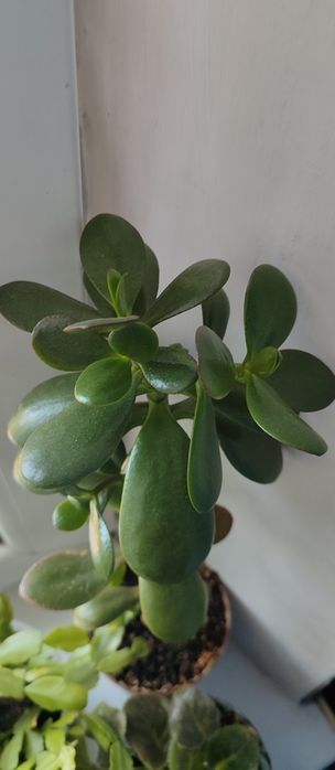 Комнатный цветок Денежное дерево толстянка