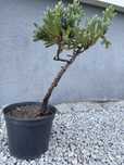 drzewko Bonsai cyprysik, sosna czarna ,cis,jałowiec, laurowiśnia,jodła