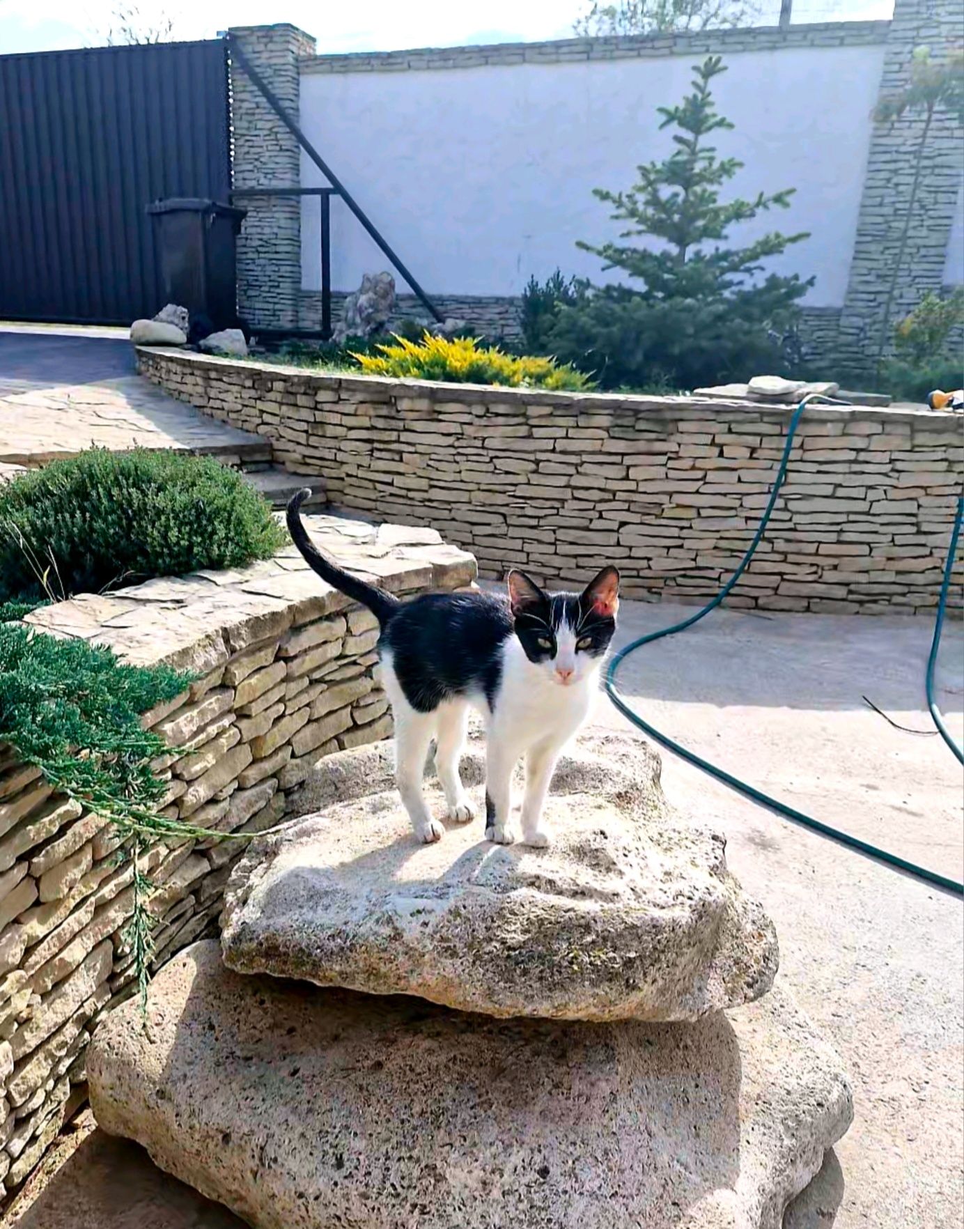 Котята ищут дом.