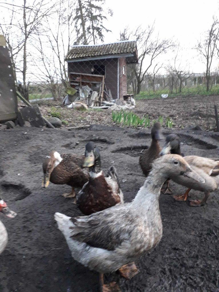 Jaja lęgowe kaczek staropolskich cena za sztukę 2zł