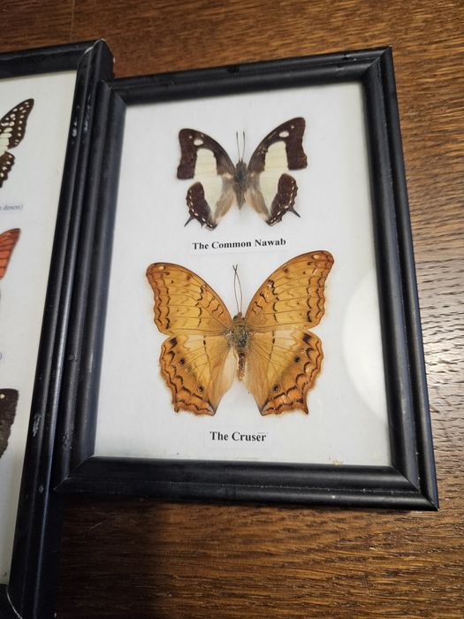 2 obrazki z prawdziwymi motylami