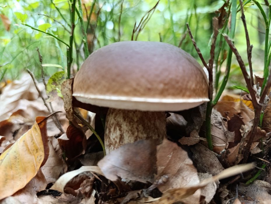 Grzyby świeże i suszone różne