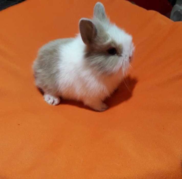 Декоративні кролики,  карликовий кролик