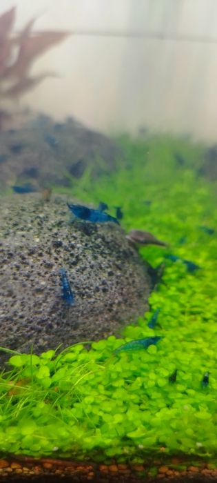 Camarões neocaridinas blue dream 10 camarões 12€