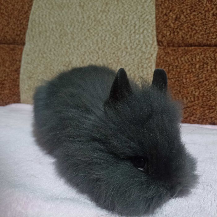 Królik Karzełek Teddy królik Miniaturka gotowe do odbioru króliczki