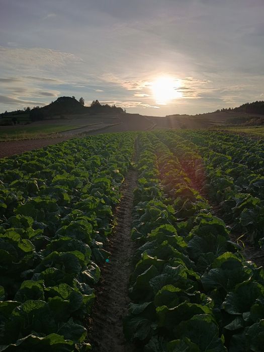 Kapusta pekińska z własnej uprawy.