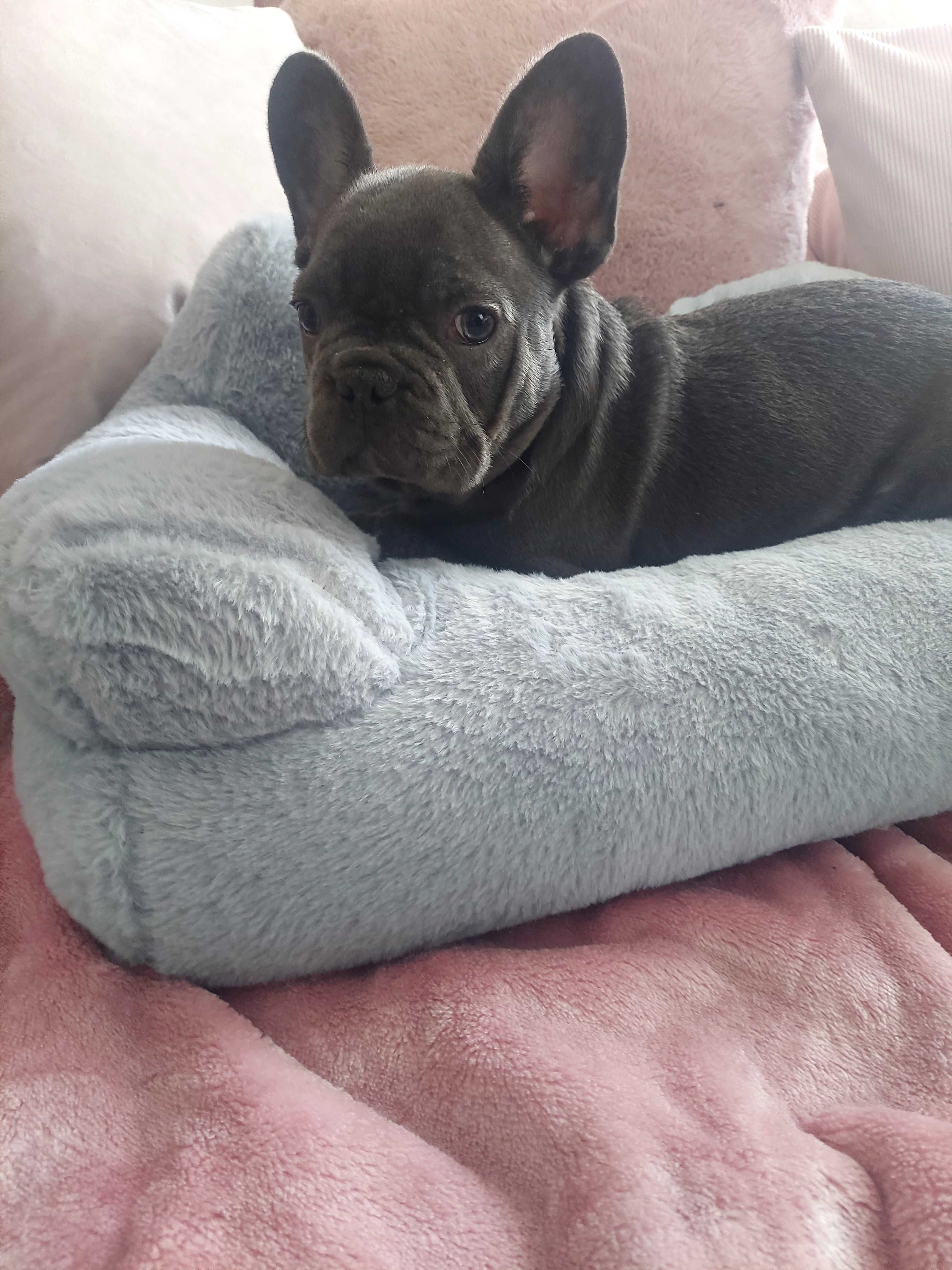 *Buldog francuski piesek blue blu niebieski już do odbioru.