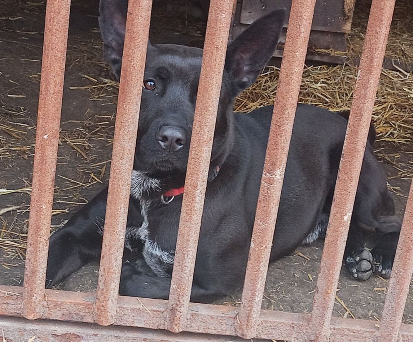 Batman- przepiękny, młody psiak szuka domu !