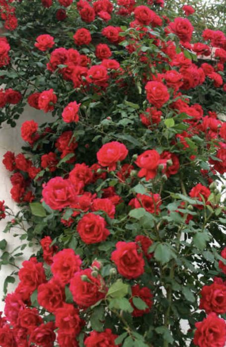 Róża pnąca czerwona pachnąca