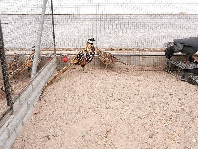 Королівський фазан продам