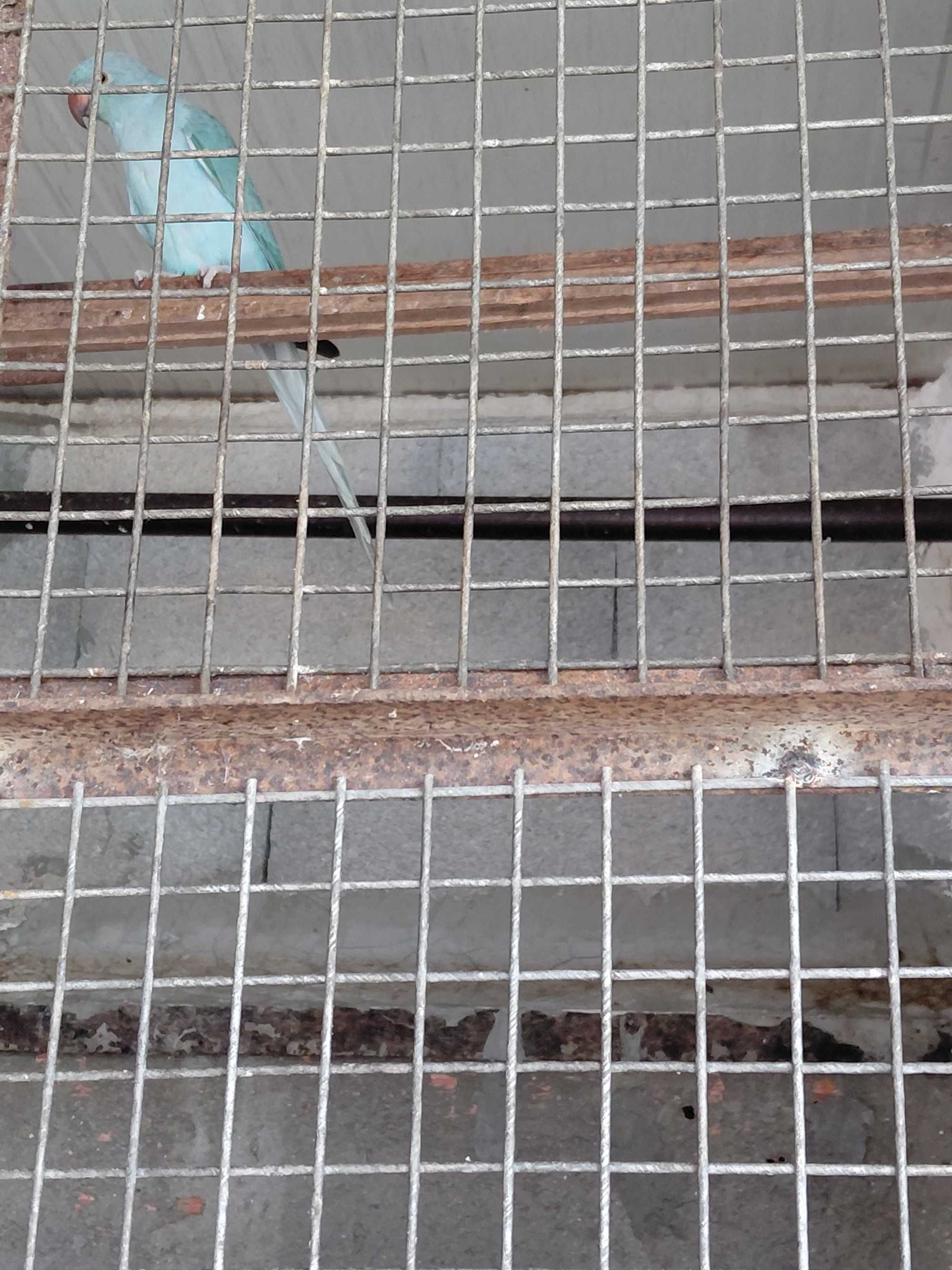 Aves barros da silva