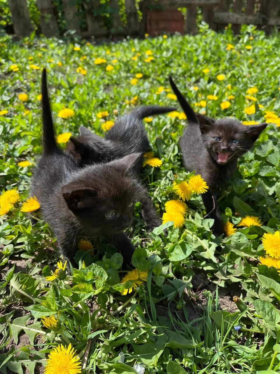 Віддам кошеня чорне дівчинка