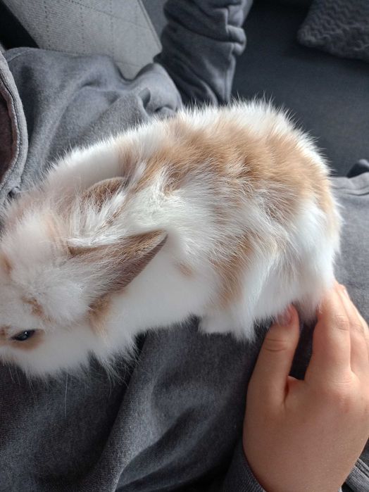 Oddam Kudłatego króliczka miniaturkę