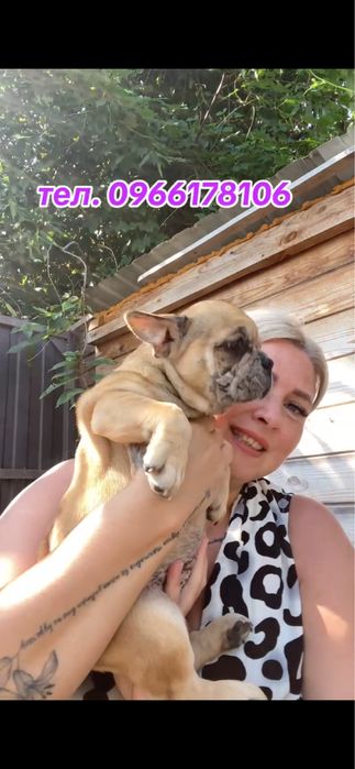 Дівчинка блакитно-палевий мерле