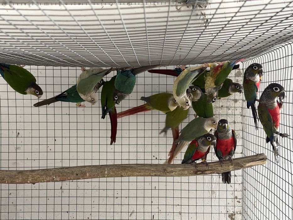 Pyrrhuras para venda