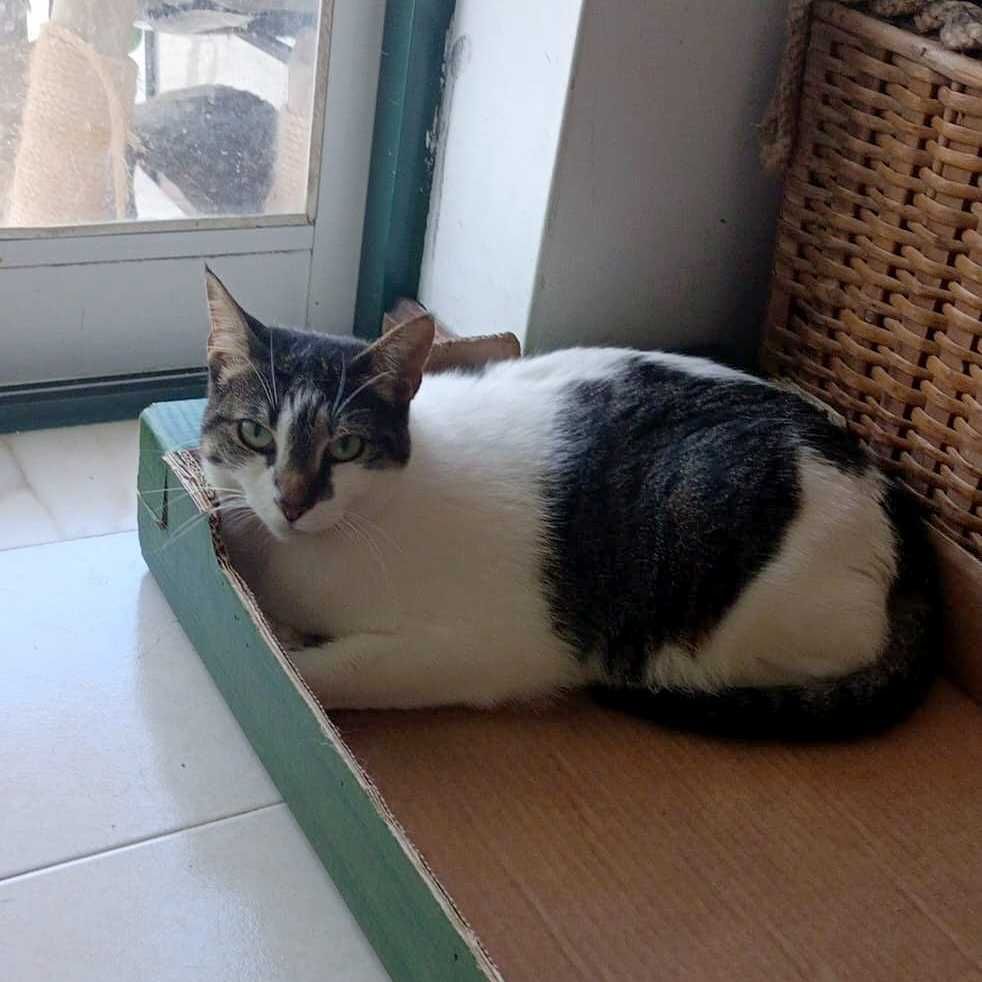 SETÚBAL e arredores -- LIZZA, gatinha para adopção