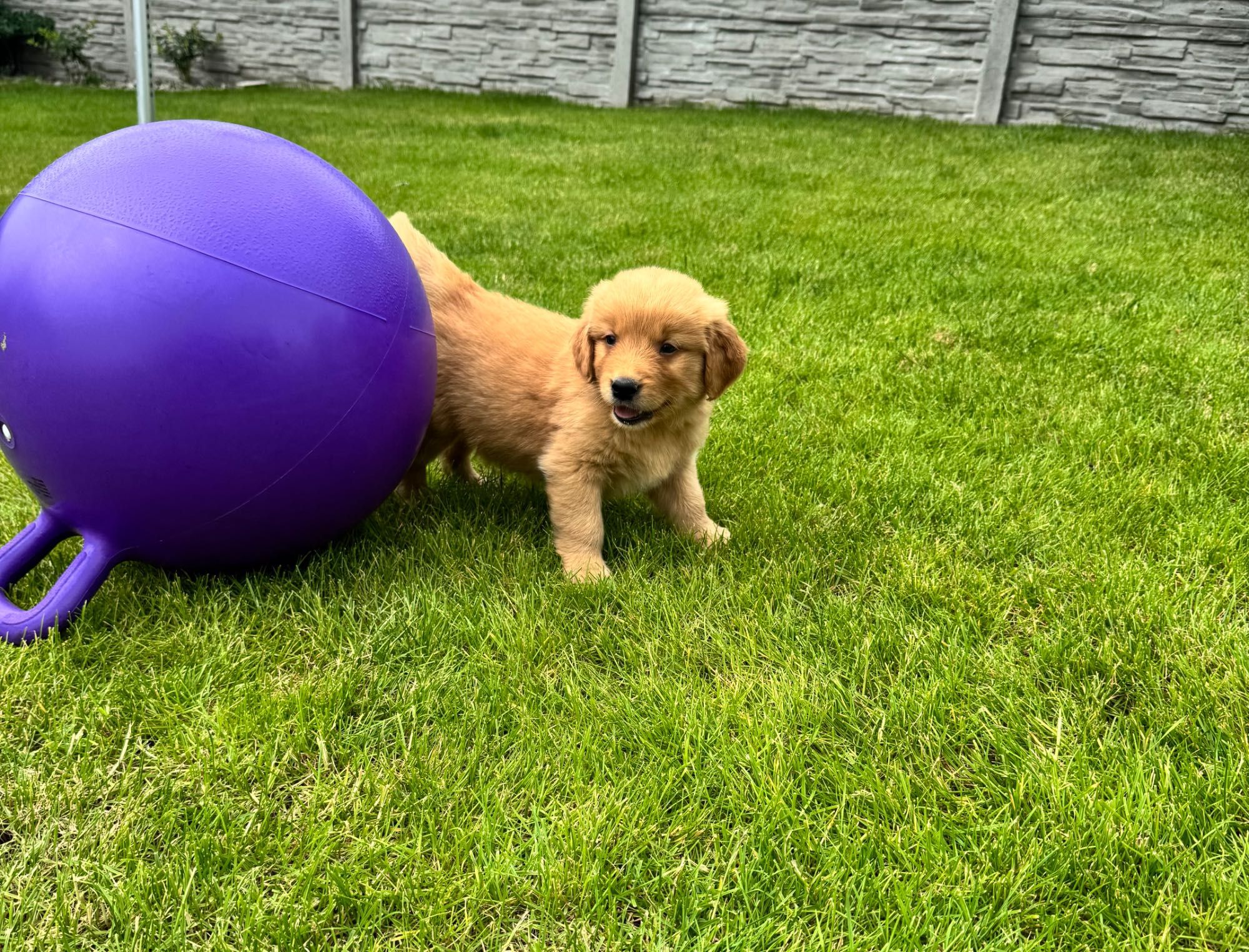 Golden retriever