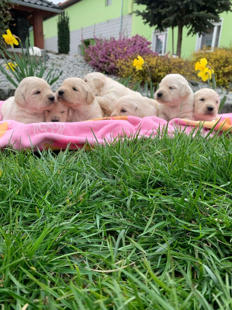 Golden Retriever śliczny piesek