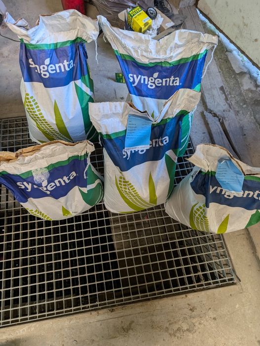 Ziarna kukurydzy syngenta
