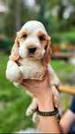 Cocker Spaniel Angielski - piesek cudowne umaszczenie Orange Roan