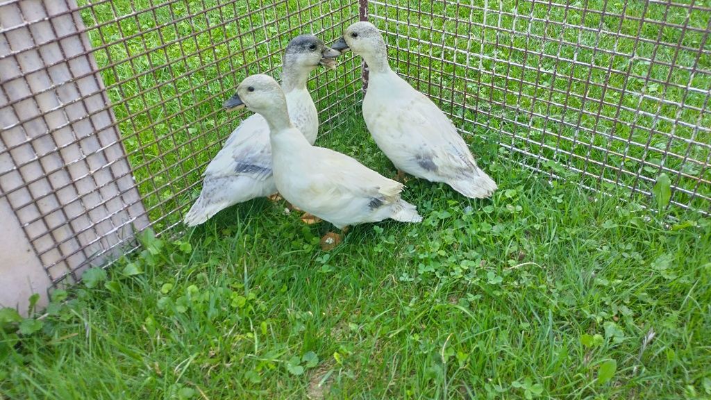 Kaczki krzyżówki miniaturowe call duck