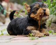 York Yorkshire Terrier Yorki szczenię