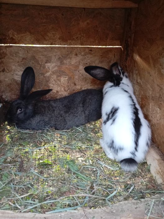 Кролики . Каліфорнія , термонці , полтавське  срібло . Різного віку ,.