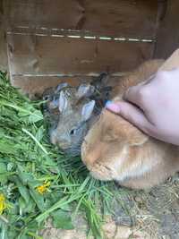 Młode króliczki!