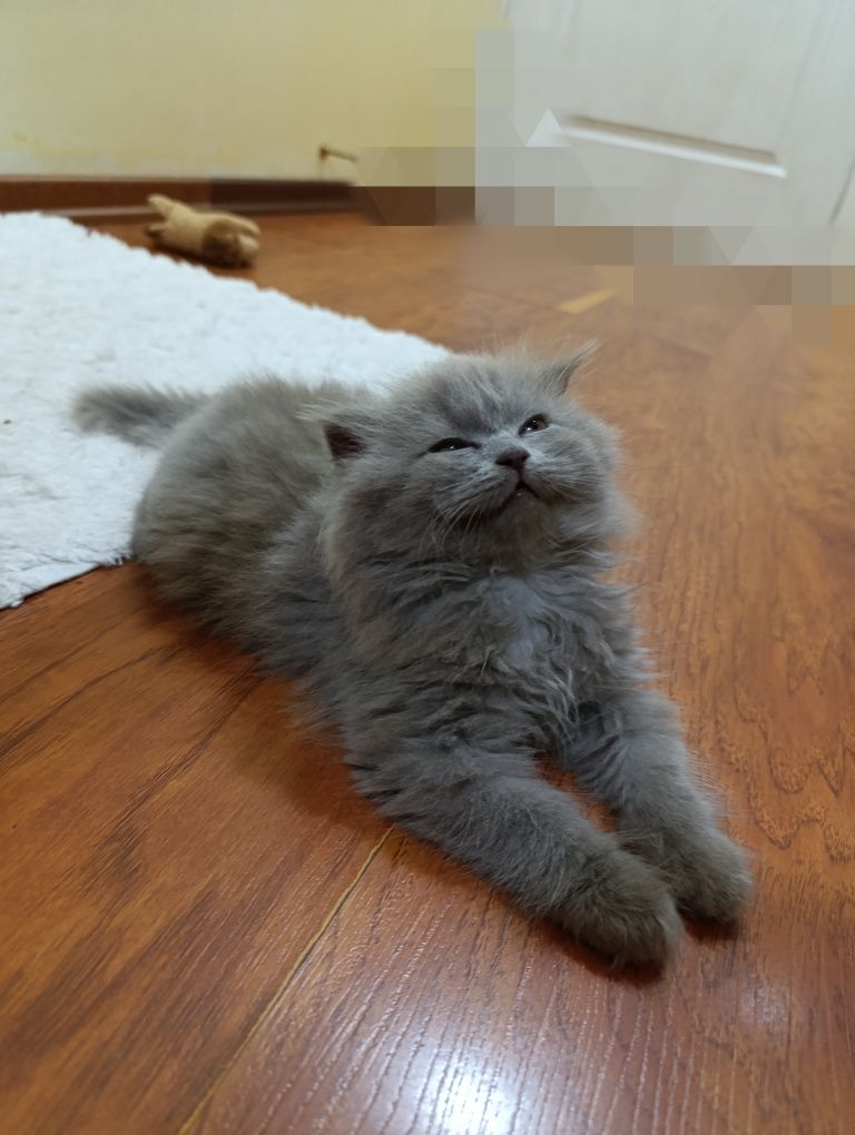 Котёнок  Хайленд фолд