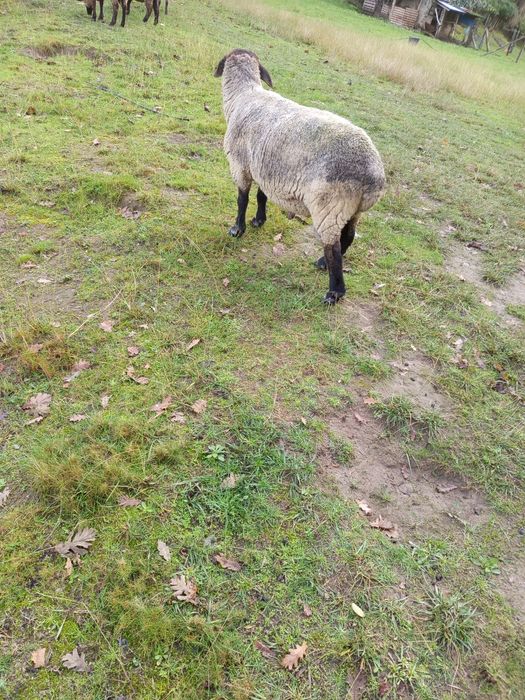 Carneiro puro raça Sulfook