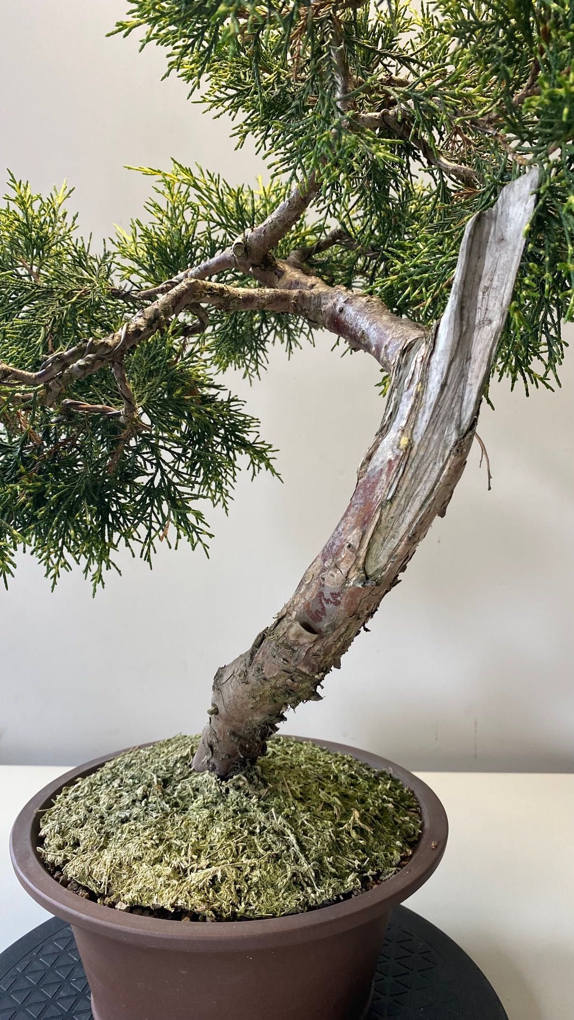 Wyprzedaż kolekcji drzewek BONSAI - Jałowiec duży