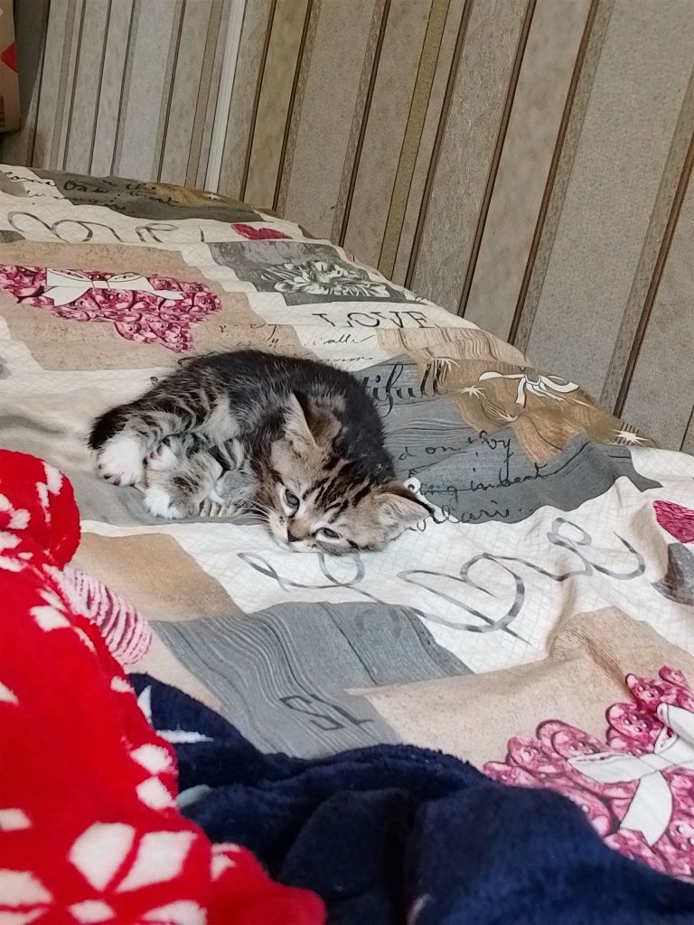 Продам шотландских котят