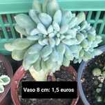Suculentas várias