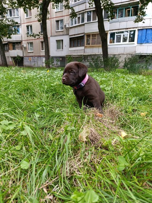 Щенки лабрадора ретривера