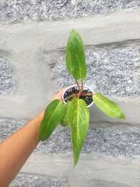 Planta Philodendron Painted Lady