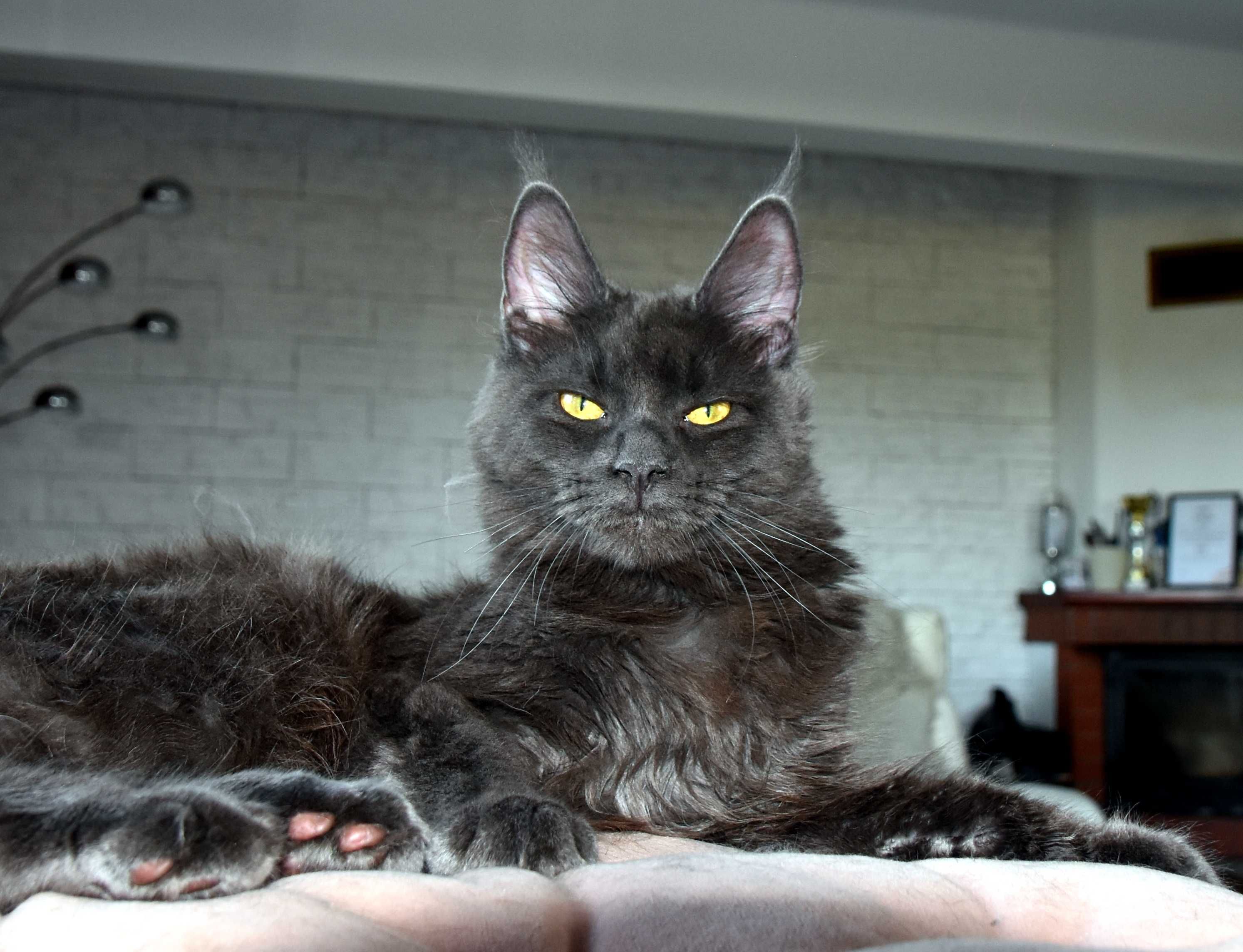 kotka niebieska Maine Coon - 7 mies