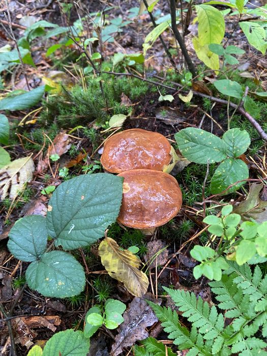Markowa Przystań - domek do wynajecia nad Ożanną- woj. podkarpackie