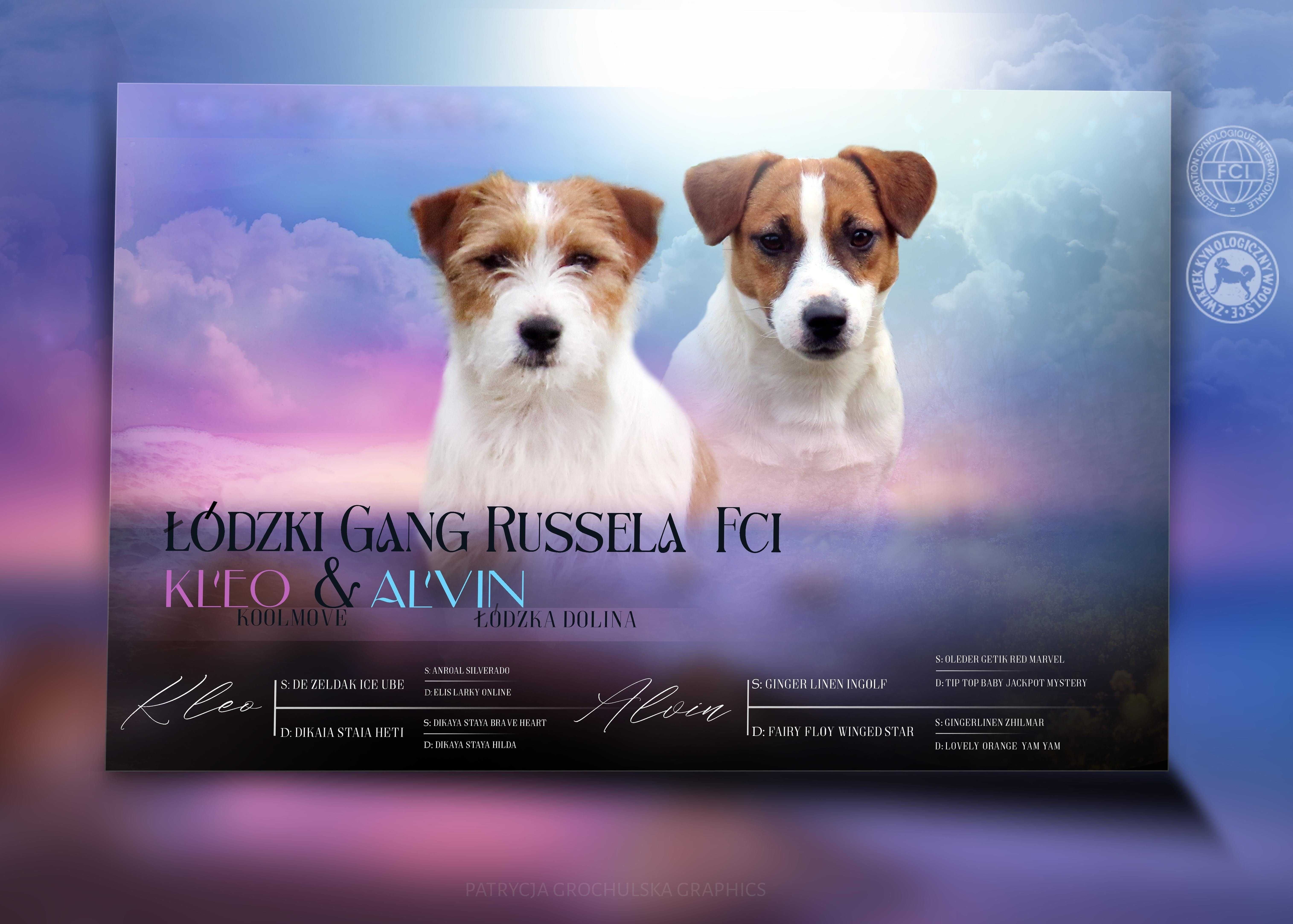 Wystawowy piesek Jack Russell Terrier ZKwP FCI, - JUŻ DO ODBIORU !