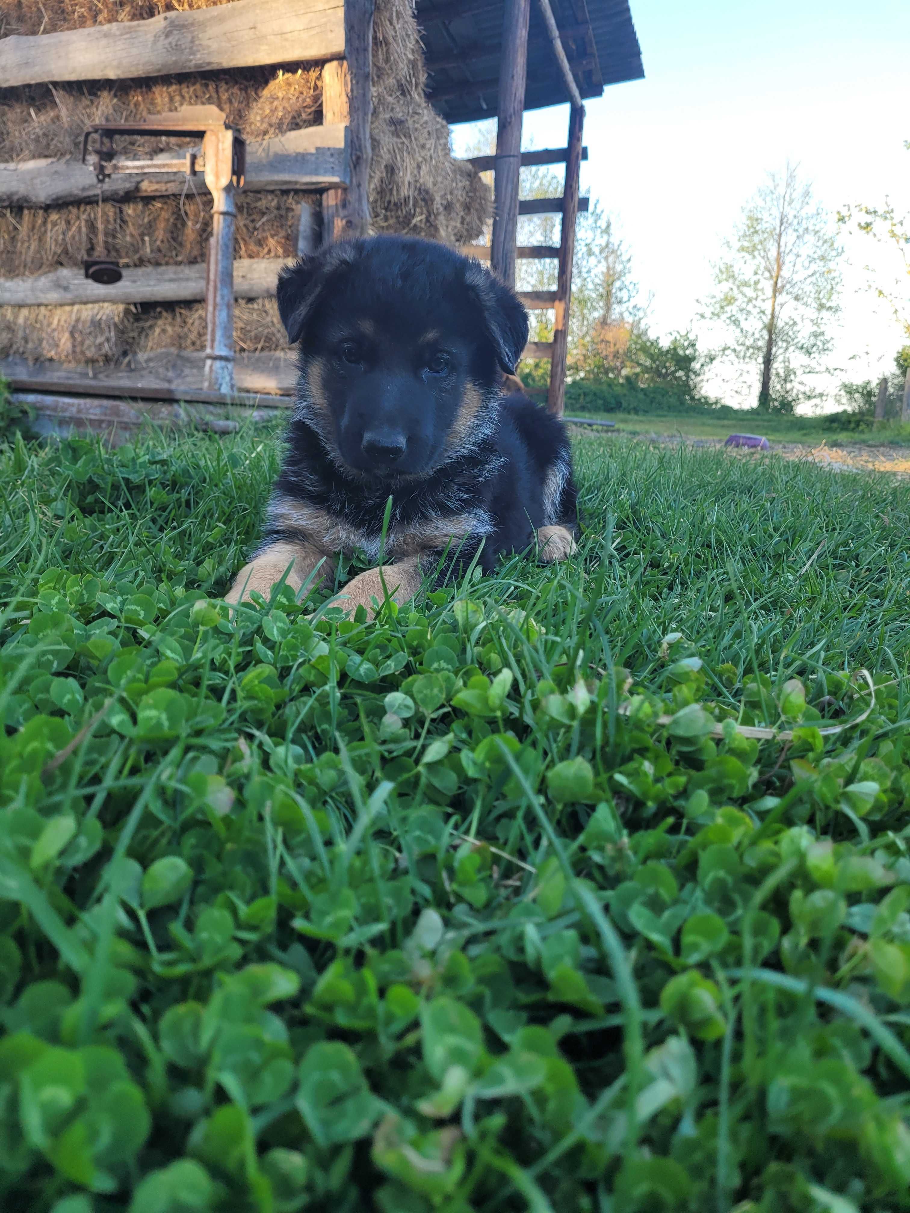 Цуценя Німецької вівчарки