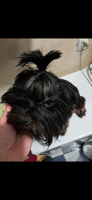 York suczka piękna dorosła