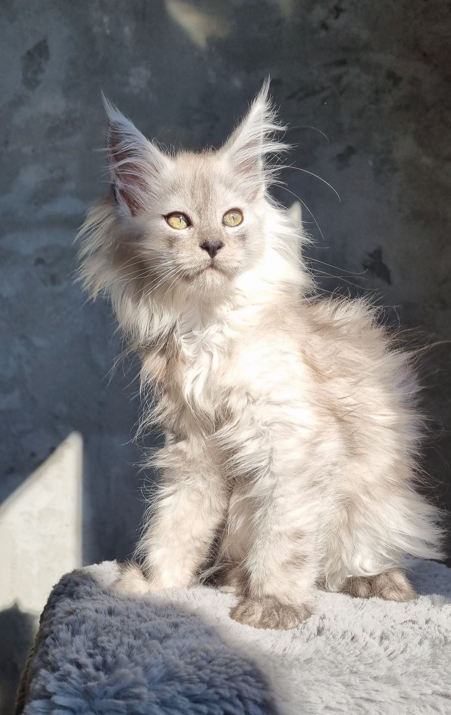 Kocurek Maine Coon czarny wysoki dym