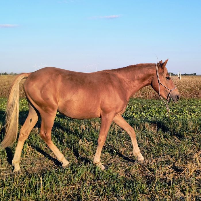Ogier 1/2 American Quarter Horse (aqh)