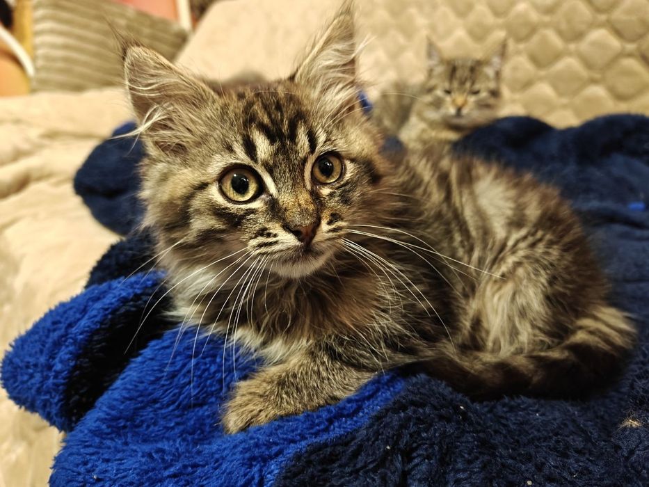 Кіт (котик) шукає родину