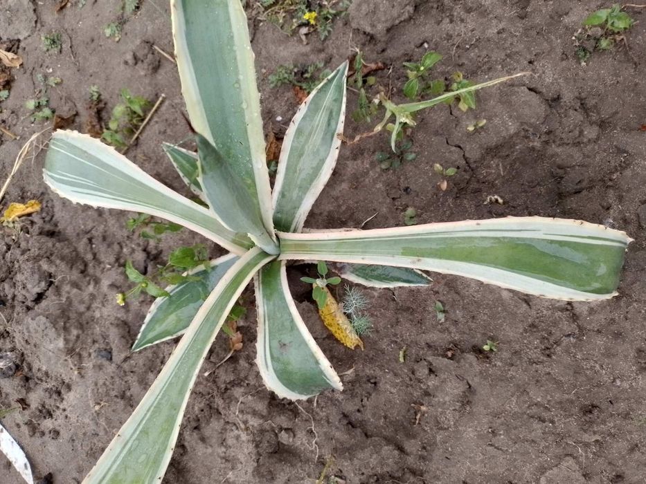 Агава привезена з Азовського моря