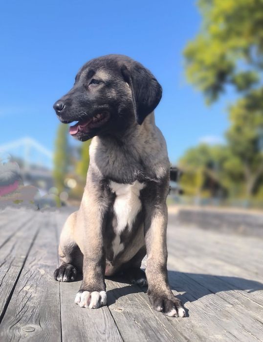 Kangal   suczka FCI